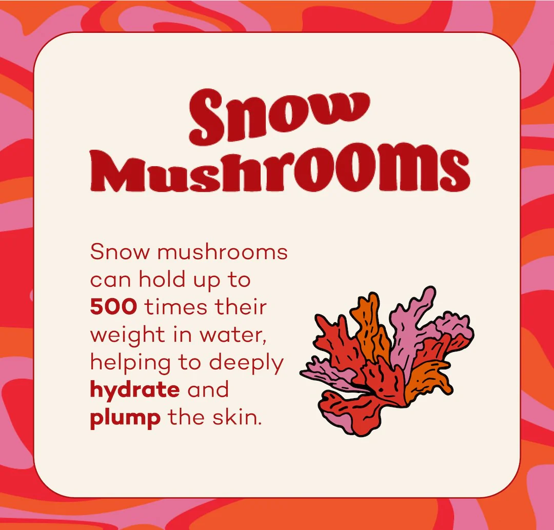 Fungdation - Mushroom Foundation - Image 7