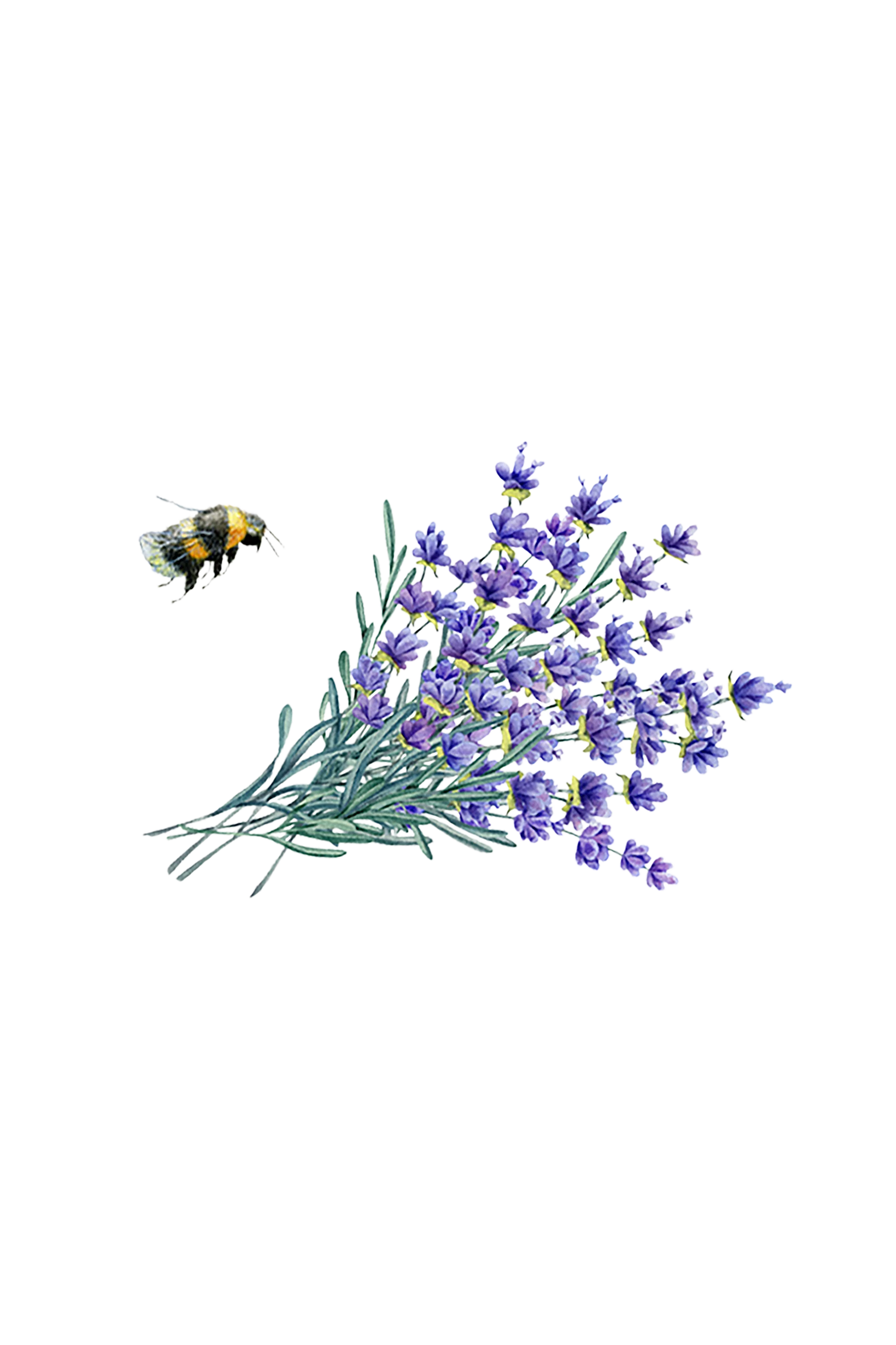 Lavender Essential Oil - Image 2